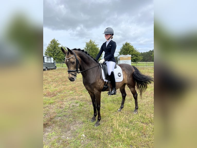 Deutsches Reitpony Wallach 14 Jahre 148 cm Brauner in K&#xF6;pingebro