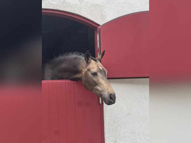Deutsches Reitpony Wallach 14 Jahre 148 cm Brauner in K&#xF6;pingebro