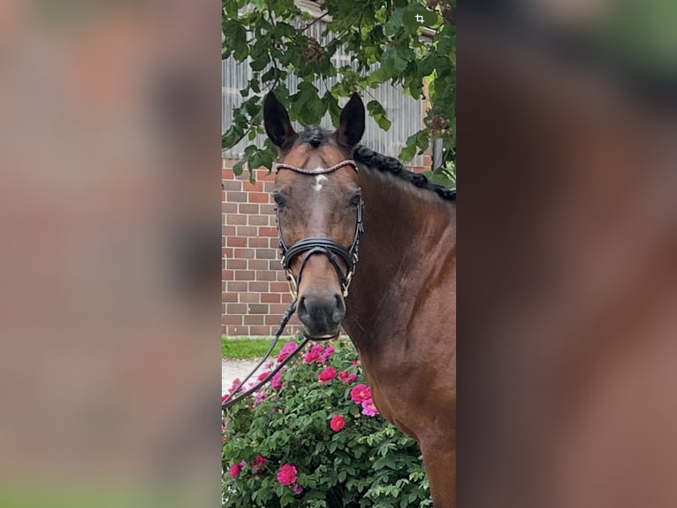 Deutsches Reitpony Wallach 14 Jahre 148 cm Brauner in Osterholz-Scharmbeck
