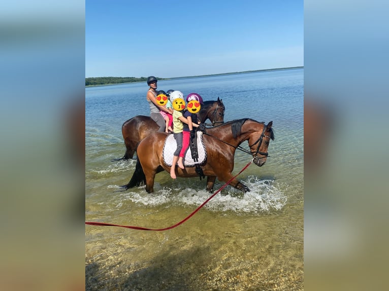 Deutsches Reitpony Wallach 14 Jahre 148 cm Brauner in Löbnitz