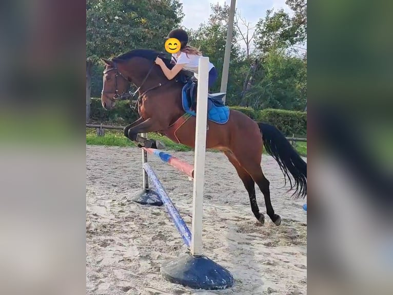 Deutsches Reitpony Wallach 14 Jahre 148 cm Brauner in Löbnitz