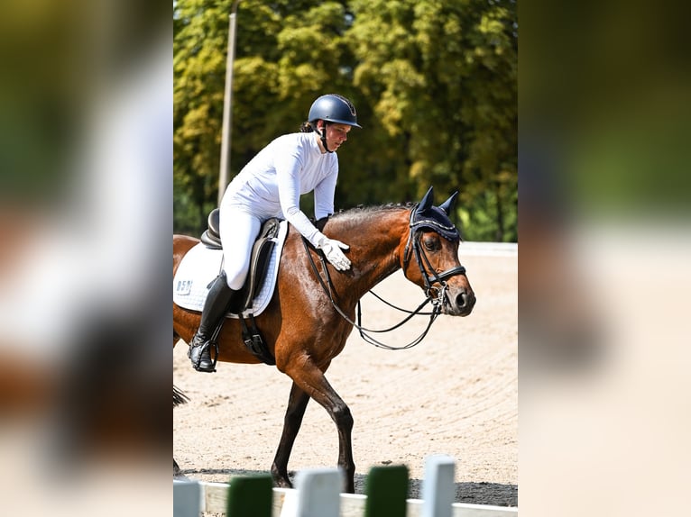 Deutsches Reitpony Wallach 14 Jahre 148 cm Brauner in Löbnitz