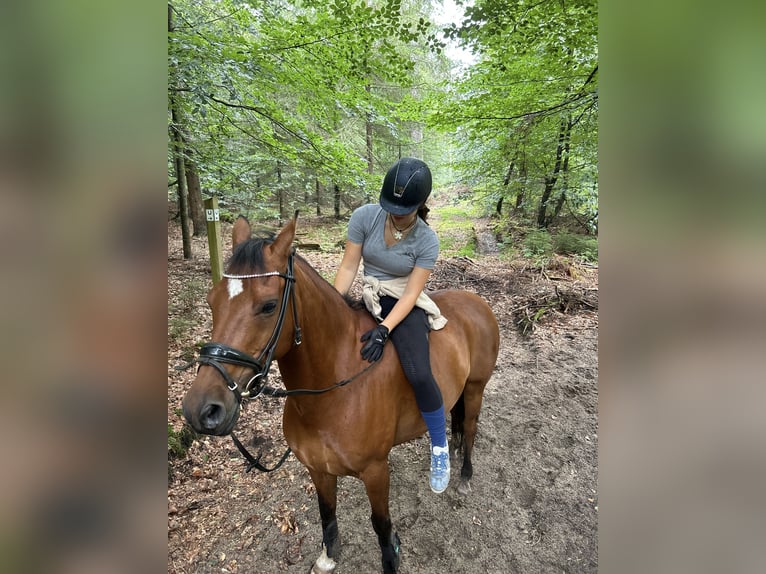 Deutsches Reitpony Wallach 14 Jahre 148 cm Brauner in Norderstedt