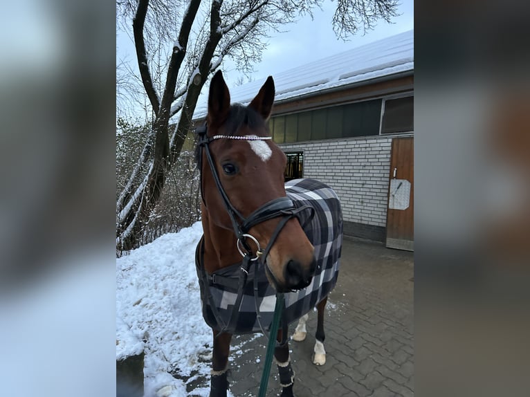 Deutsches Reitpony Wallach 14 Jahre 148 cm Brauner in Norderstedt