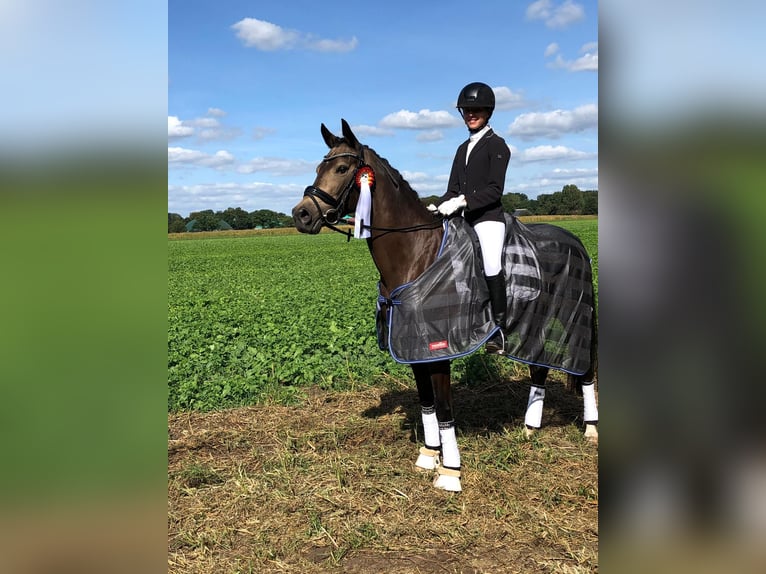 Deutsches Reitpony Wallach 14 Jahre 148 cm Buckskin in Winsen (Luhe)