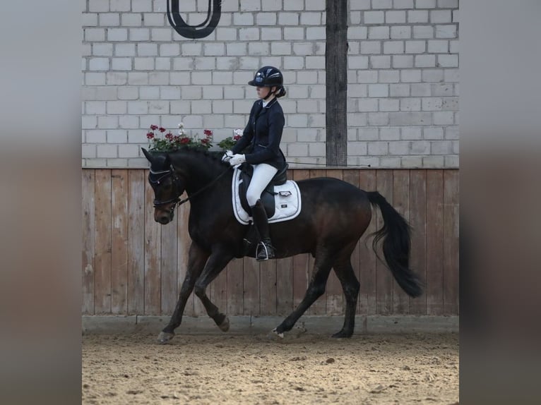 Deutsches Reitpony Wallach 14 Jahre 148 cm Dunkelbrauner in Balve