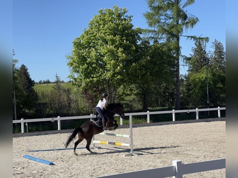 Deutsches Reitpony Wallach 14 Jahre 148 cm Dunkelbrauner in Stuttgart