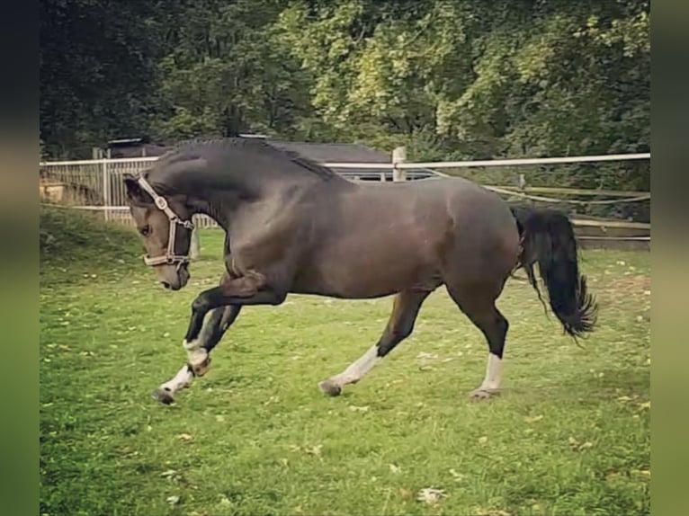 Deutsches Reitpony Wallach 14 Jahre 148 cm Dunkelbrauner in Stuttgart