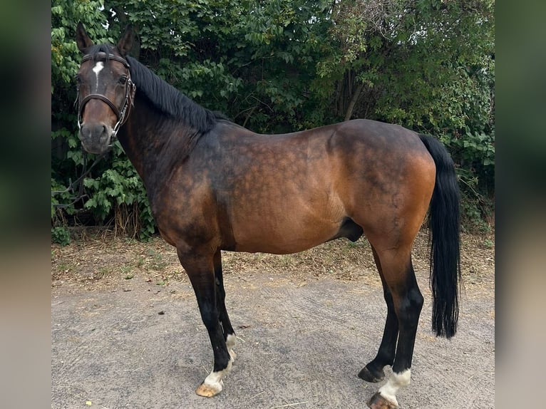 Deutsches Reitpony Wallach 14 Jahre 148 cm Dunkelbrauner in Bischofsheim