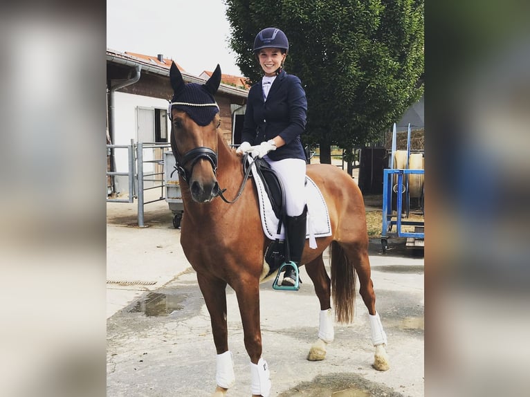 Deutsches Reitpony Wallach 14 Jahre 148 cm Dunkelfuchs in Oberursel