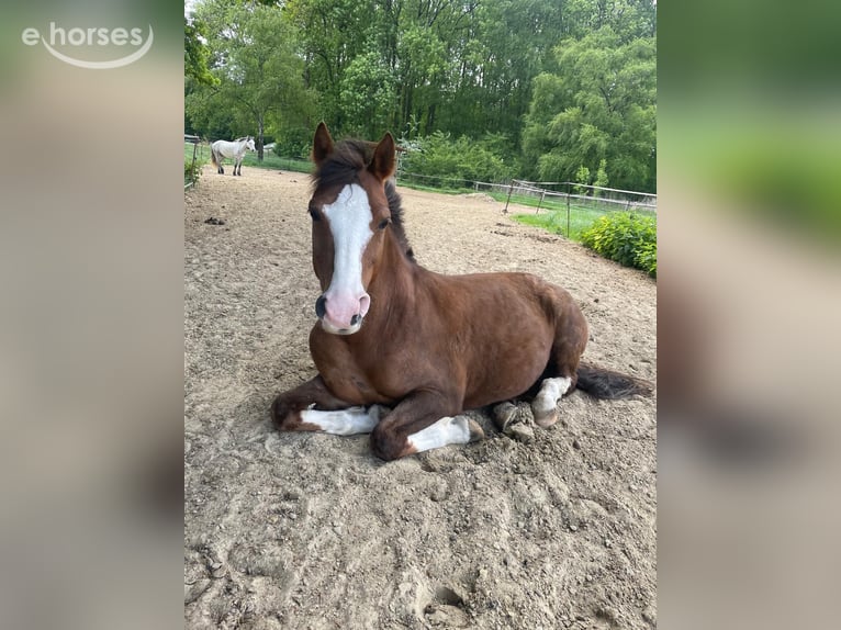 Deutsches Reitpony Wallach 14 Jahre 148 cm Dunkelfuchs in Gladbeck