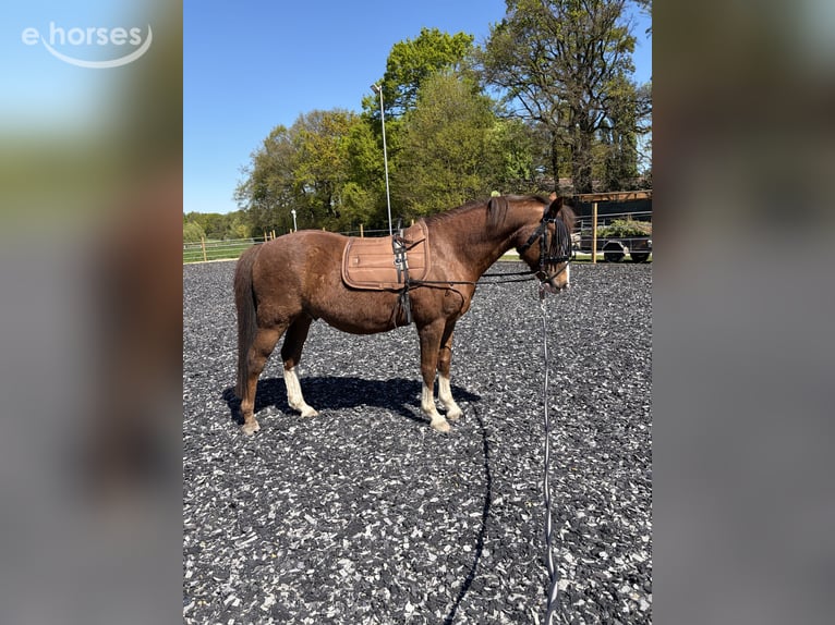Deutsches Reitpony Wallach 14 Jahre 148 cm Dunkelfuchs in Gladbeck
