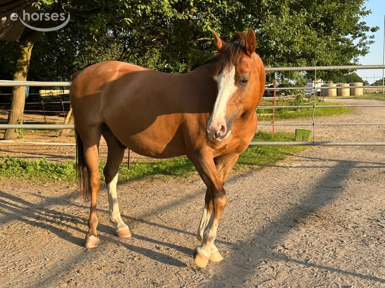 Deutsches Reitpony Wallach 14 Jahre 148 cm Dunkelfuchs in Gladbeck