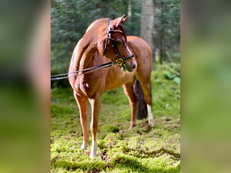 Deutsches Reitpony Wallach 14 Jahre 148 cm Dunkelfuchs in Pforzheim