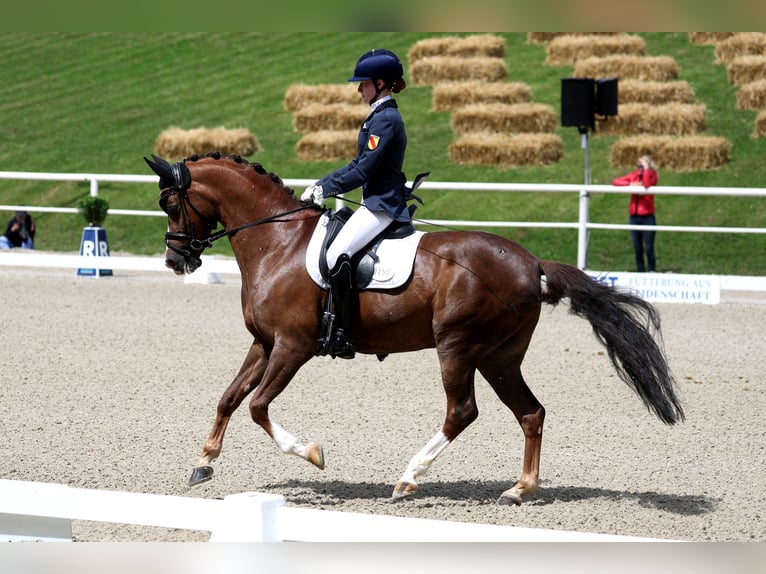 Deutsches Reitpony Wallach 14 Jahre 148 cm Dunkelfuchs in Pforzheim