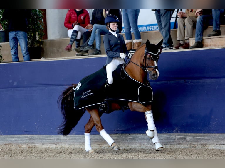 Deutsches Reitpony Wallach 14 Jahre 148 cm Dunkelfuchs in Pforzheim