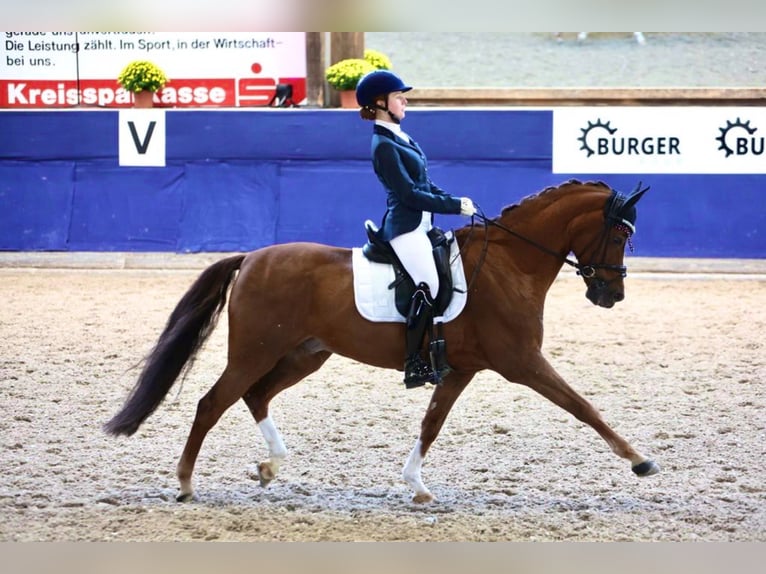 Deutsches Reitpony Wallach 14 Jahre 148 cm Dunkelfuchs in Pforzheim