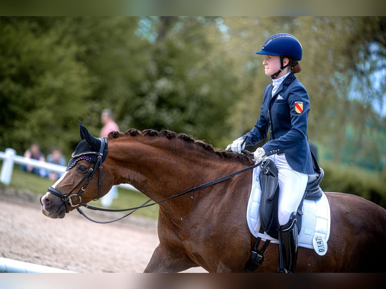 Deutsches Reitpony Wallach 14 Jahre 148 cm Dunkelfuchs in Pforzheim