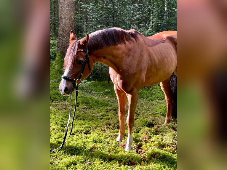 Deutsches Reitpony Wallach 14 Jahre 148 cm Dunkelfuchs in Pforzheim