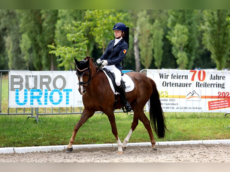 Deutsches Reitpony Wallach 14 Jahre 148 cm Dunkelfuchs in Pforzheim