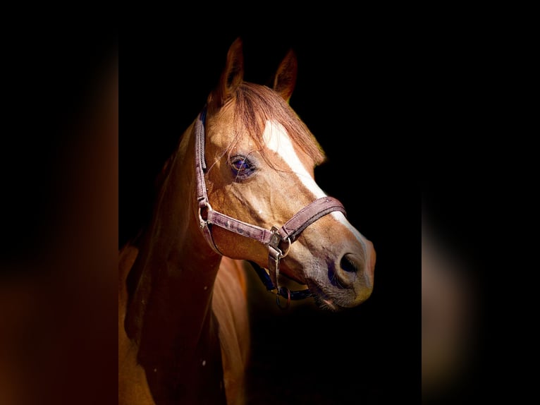 Deutsches Reitpony Wallach 14 Jahre 148 cm Dunkelfuchs in Pforzheim