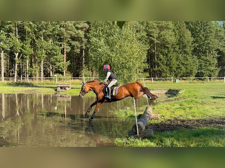 Deutsches Reitpony Wallach 14 Jahre 148 cm Dunkelfuchs in Nahrendorf