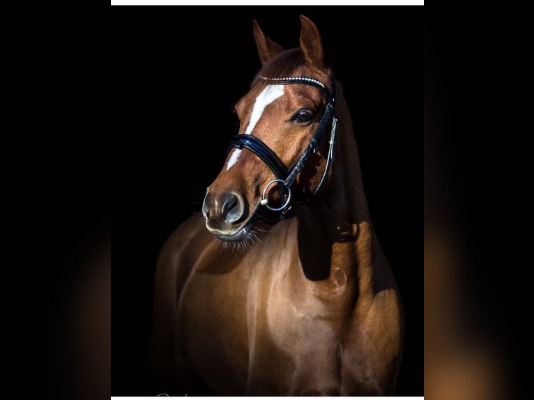 Deutsches Reitpony Wallach 14 Jahre 148 cm Dunkelfuchs in Nahrendorf