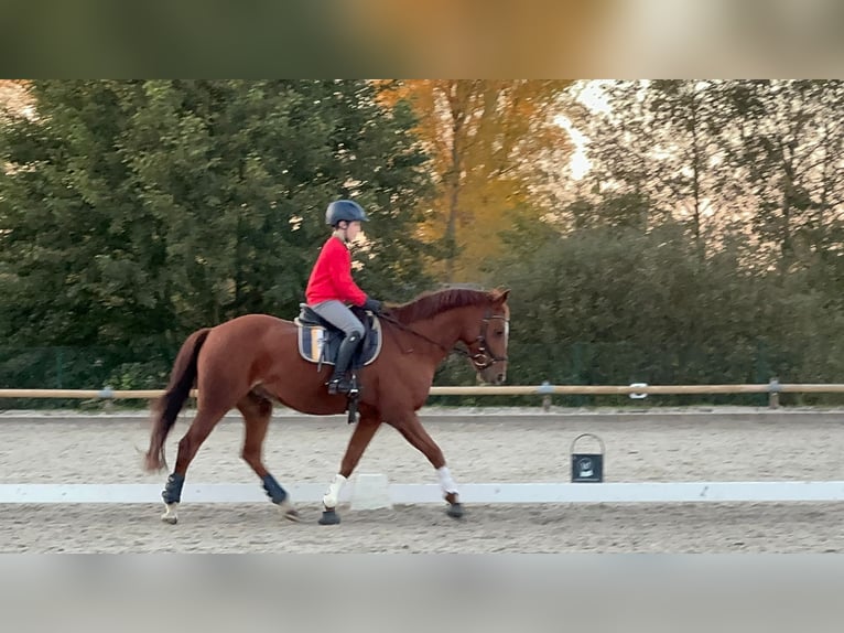 Deutsches Reitpony Wallach 14 Jahre 148 cm Dunkelfuchs in Nahrendorf