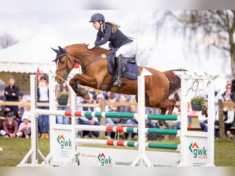 Deutsches Reitpony Wallach 14 Jahre 148 cm Dunkelfuchs in Nahrendorf