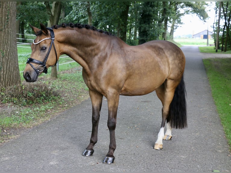 Deutsches Reitpony Wallach 14 Jahre 148 cm Falbe in Recke, bei Osnabrück