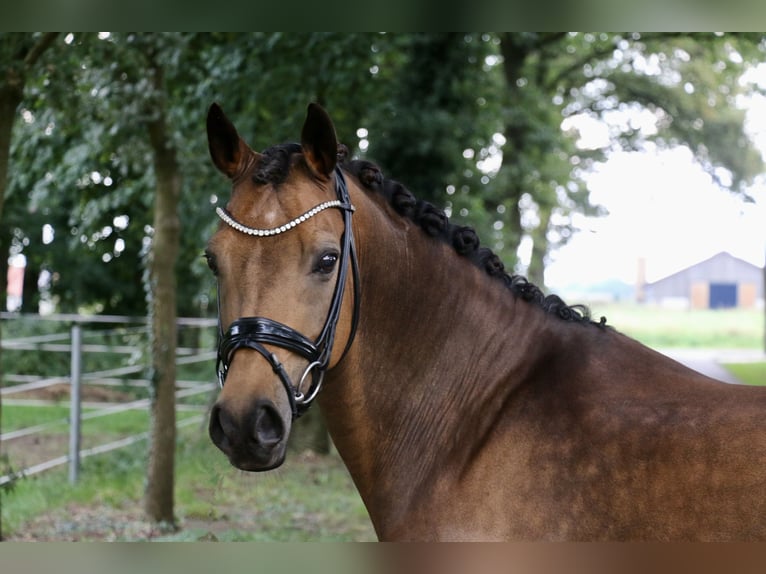 Deutsches Reitpony Wallach 14 Jahre 148 cm Falbe in Recke, bei Osnabrück