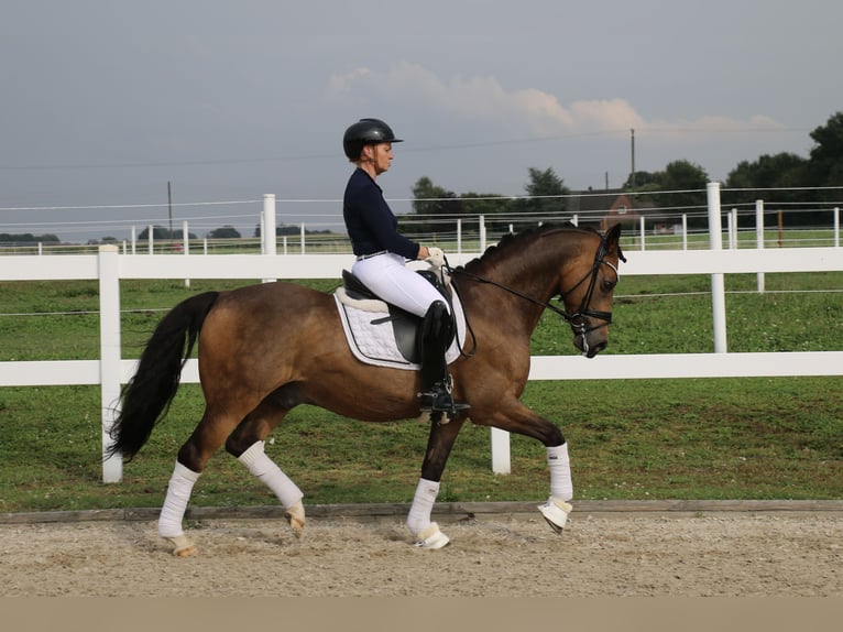 Deutsches Reitpony Wallach 14 Jahre 148 cm Falbe in Recke, bei Osnabrück