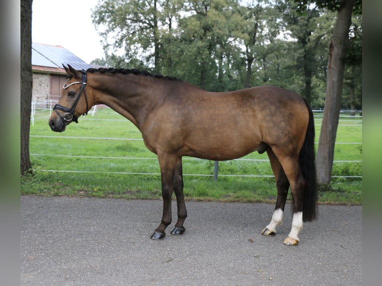 Deutsches Reitpony Wallach 14 Jahre 148 cm Falbe in Recke, bei Osnabrück