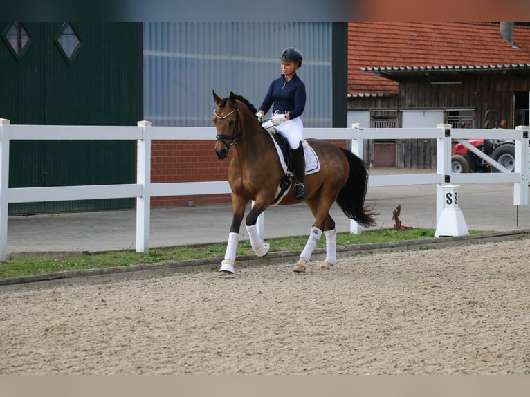 Deutsches Reitpony Wallach 14 Jahre 148 cm Falbe in Recke, bei Osnabrück