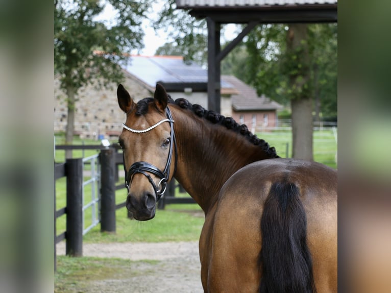 Deutsches Reitpony Wallach 14 Jahre 148 cm Falbe in Recke, bei Osnabrück