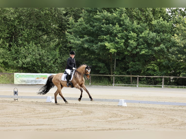 Deutsches Reitpony Wallach 14 Jahre 148 cm Falbe in Bad Essen