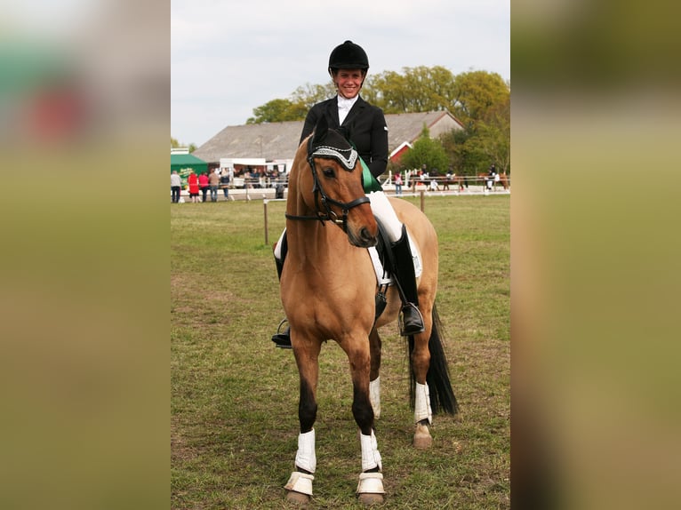 Deutsches Reitpony Wallach 14 Jahre 148 cm Falbe in Bad Essen