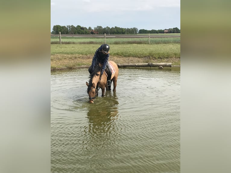 Deutsches Reitpony Wallach 14 Jahre 148 cm Falbe in Bad Essen