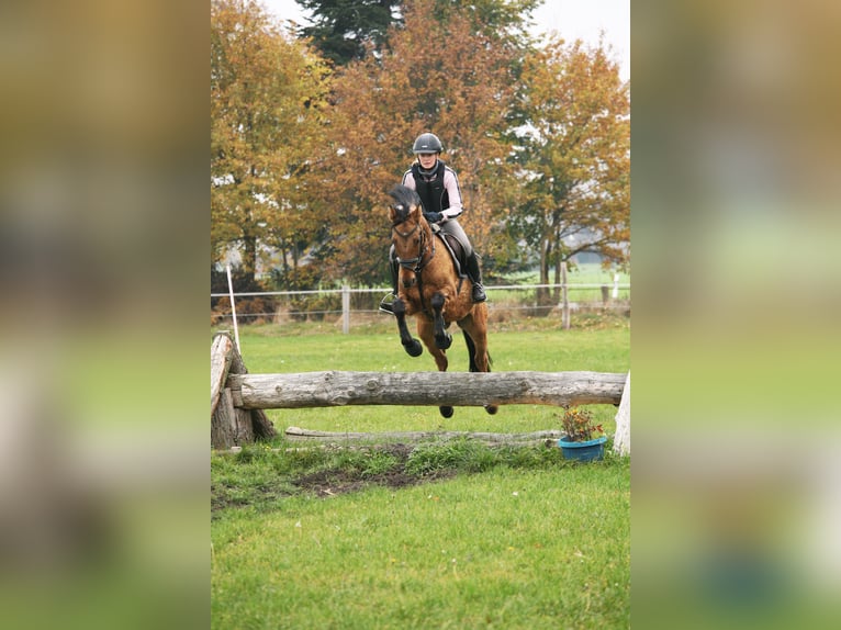 Deutsches Reitpony Wallach 14 Jahre 148 cm Falbe in Bad Essen