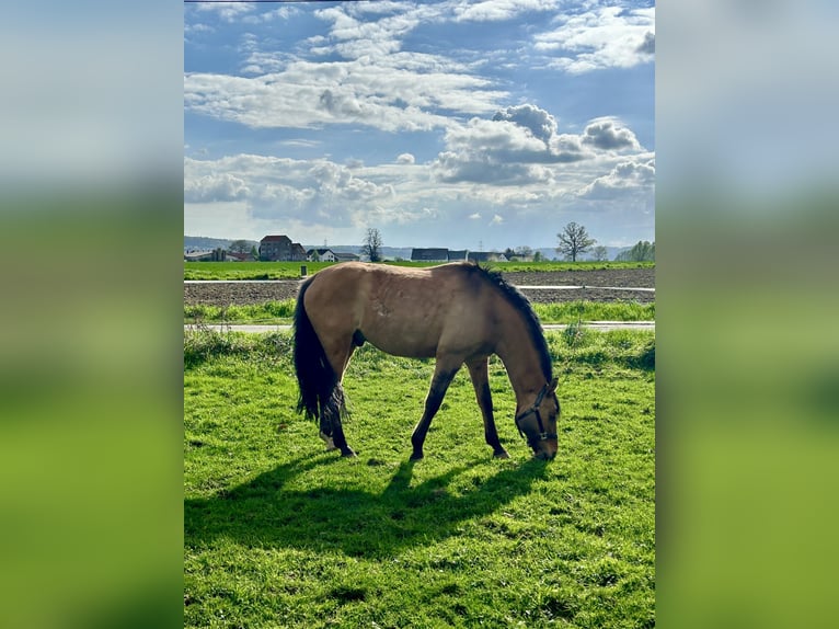 Deutsches Reitpony Wallach 14 Jahre 148 cm Falbe in Bad Essen