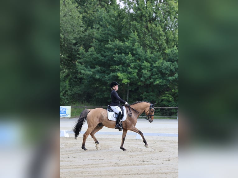Deutsches Reitpony Wallach 14 Jahre 148 cm Falbe in Bad Essen