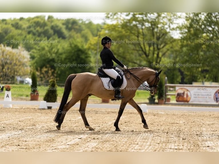 Deutsches Reitpony Wallach 14 Jahre 148 cm Falbe in Bad Essen