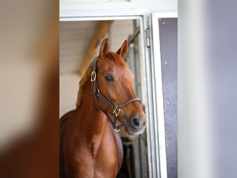 Deutsches Reitpony Wallach 14 Jahre 148 cm Fuchs in Leinburg
