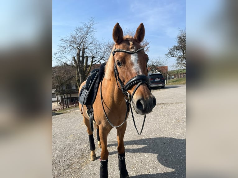 Deutsches Reitpony Wallach 14 Jahre 148 cm Fuchs in Dachau