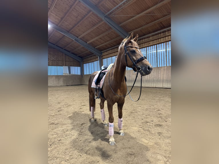 Deutsches Reitpony Wallach 14 Jahre 148 cm Fuchs in Hohenbrunn