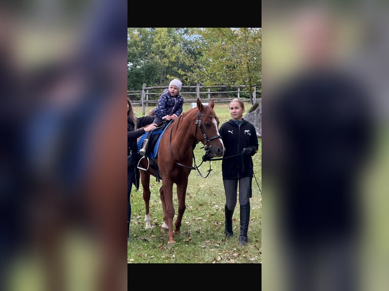 Deutsches Reitpony Wallach 14 Jahre 148 cm Fuchs in Kottingbrunn