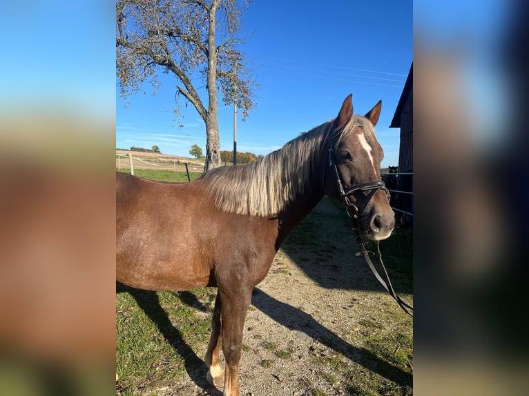 Deutsches Reitpony Wallach 14 Jahre 148 cm Fuchs in Ehingen an der Donau