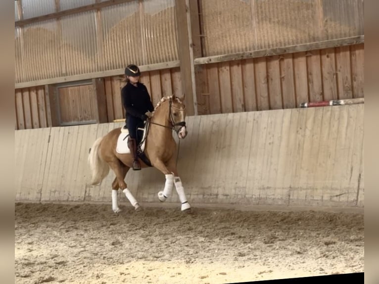 Deutsches Reitpony Wallach 14 Jahre 148 cm Palomino in Mainburg