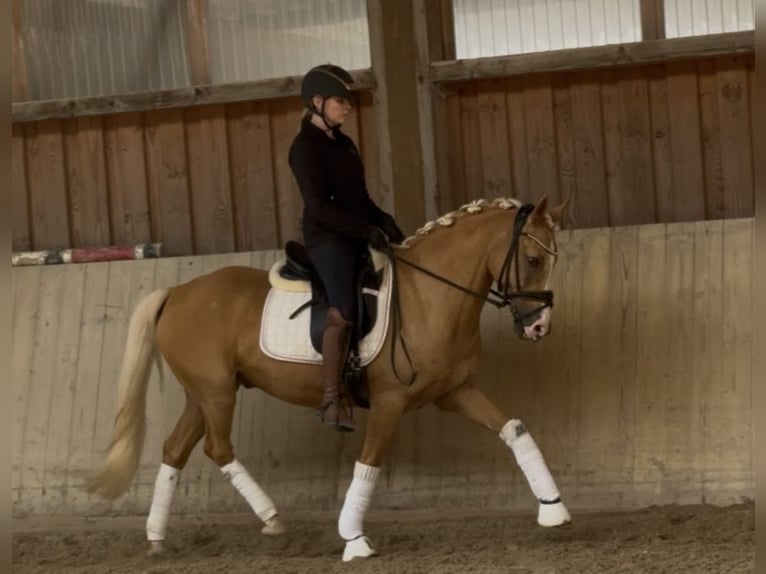 Deutsches Reitpony Wallach 14 Jahre 148 cm Palomino in Mainburg