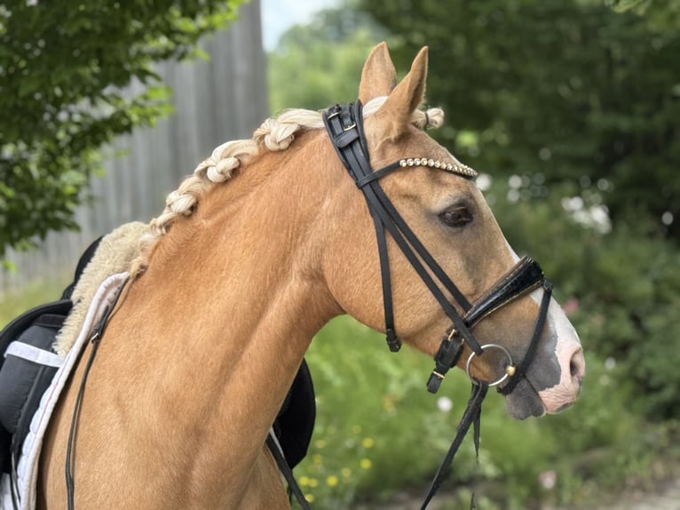 Deutsches Reitpony Wallach 14 Jahre 148 cm Palomino in Mainburg